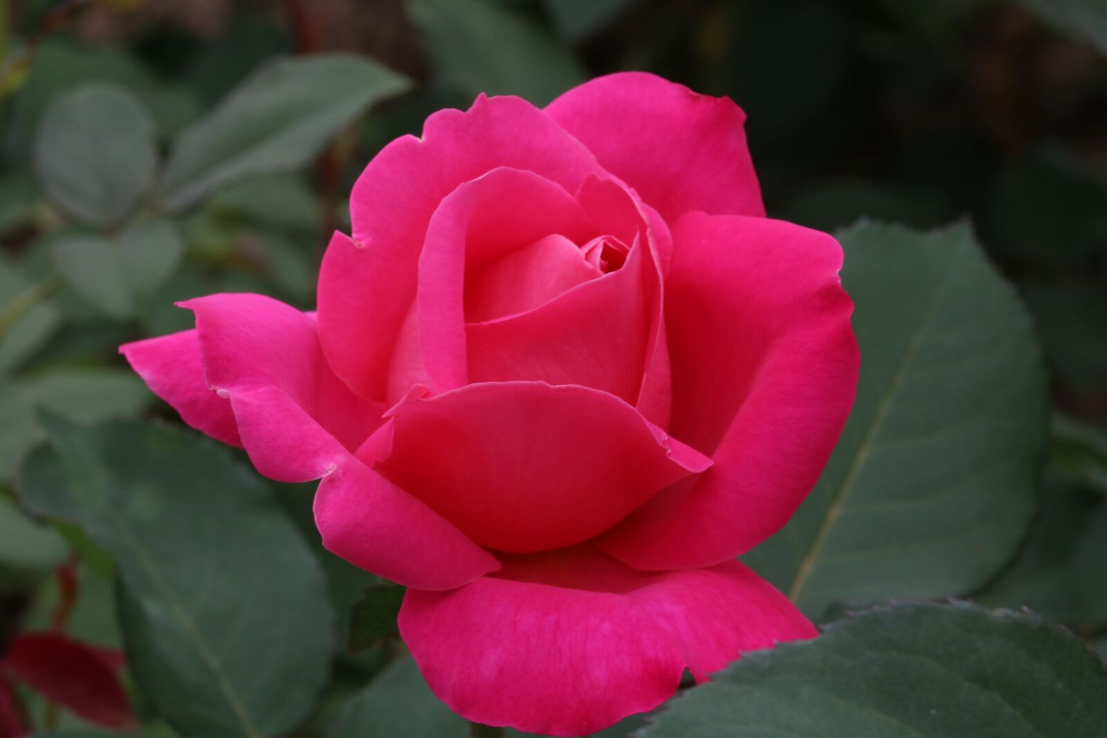 Canon EOS 750D (EOS Rebel T6i / EOS Kiss X8i) sample photo. Rose, rose festival, garden photography