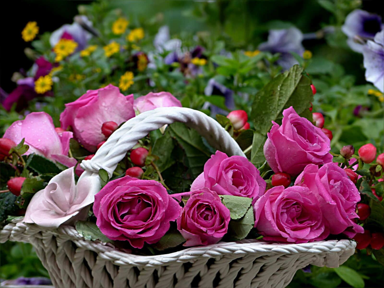 Panasonic Lumix DMC-FZ200 sample photo. Flower, rose, pink photography