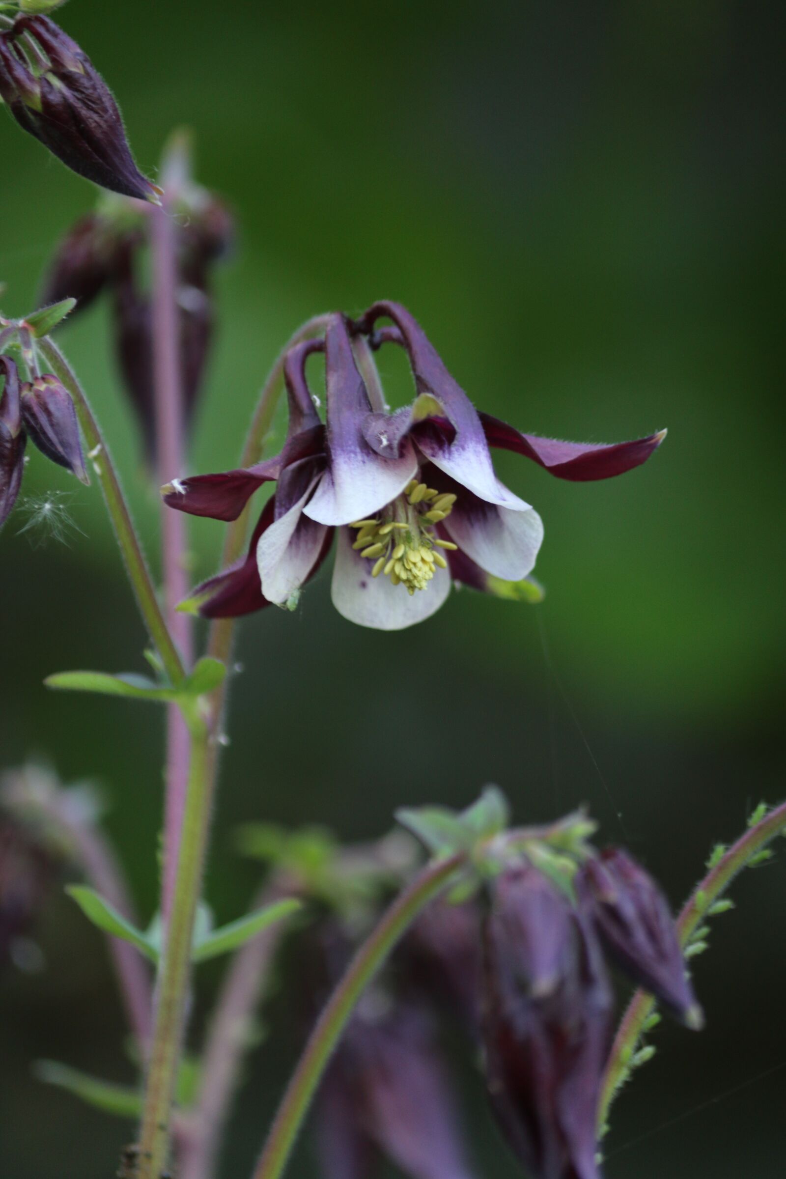 Canon EOS 70D sample photo. Columbine, flower, perennial photography