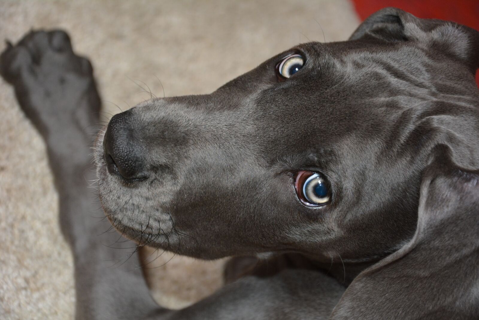 Nikon D7100 sample photo. Diesel, danish dog, puppy photography