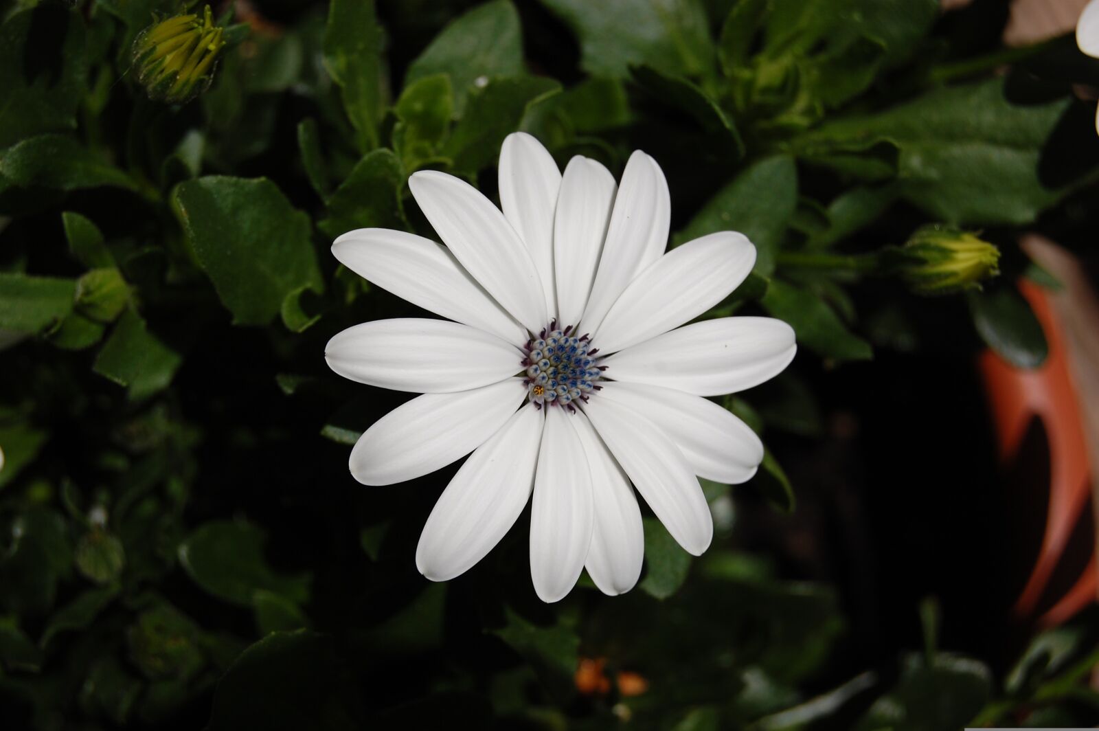 Nikon D40 sample photo. Flower, nature, blossom photography