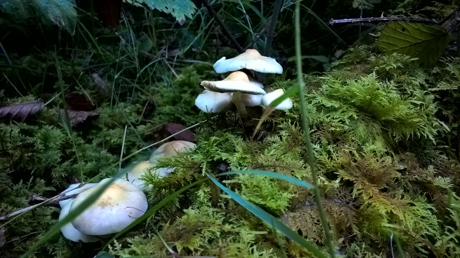 Nokia Lumia 830 sample photo. New, forest, fungi photography