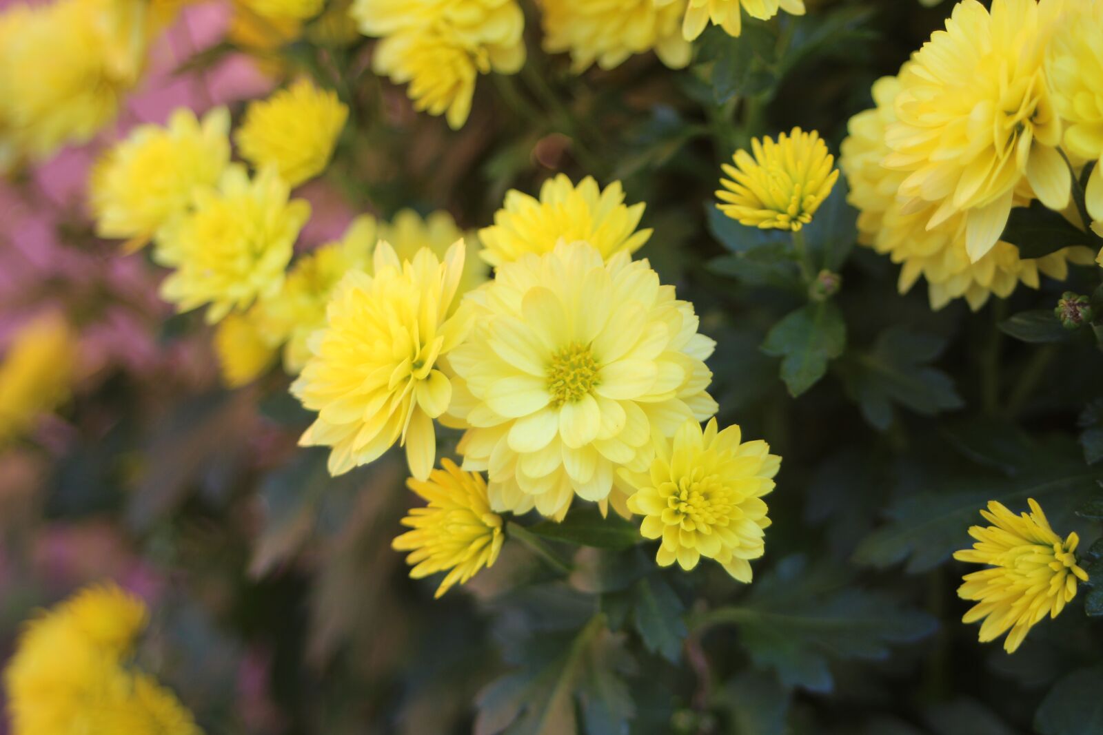 Canon EF 28-80mm f/3.5-5.6 sample photo. Flowers, the chrysanthemum, yellow photography