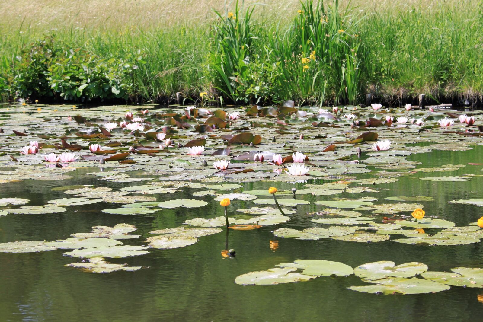 Canon EOS 500D (EOS Rebel T1i / EOS Kiss X3) sample photo. Water lilies, park w photography