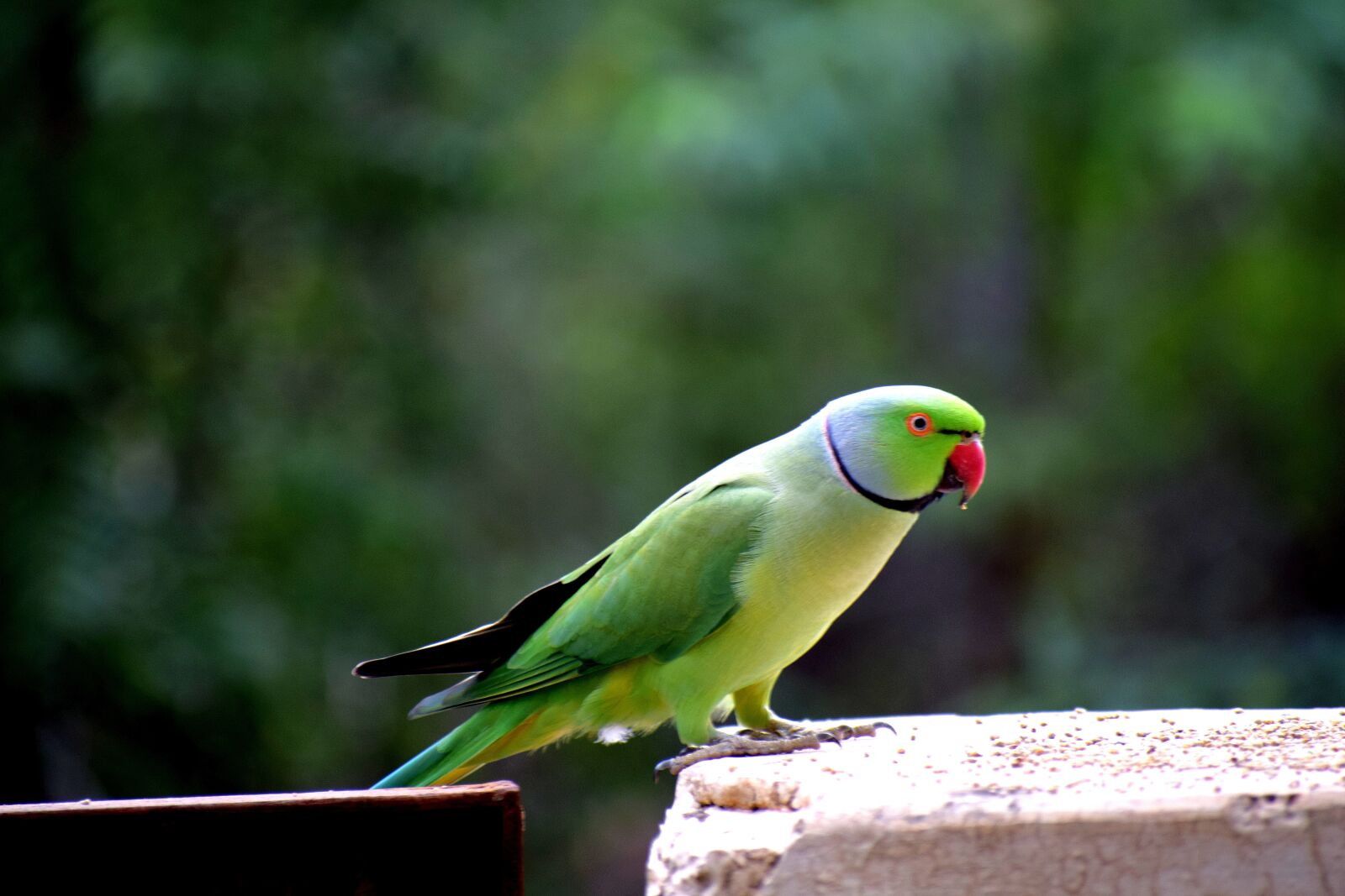 Nikon D3300 sample photo. Bird, parrot, nature photography