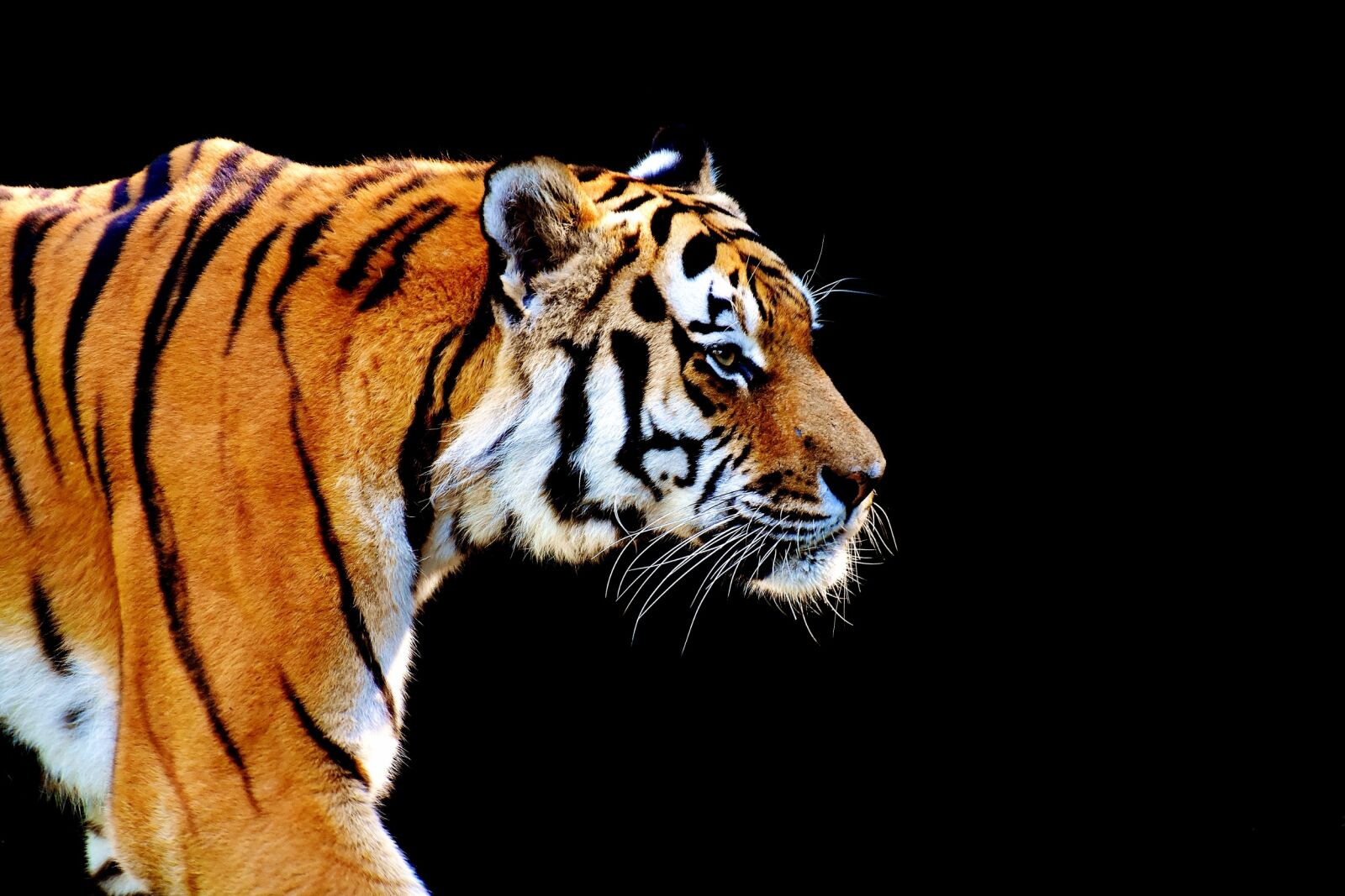 Nikon D7200 sample photo. Tiger, predator, fur photography