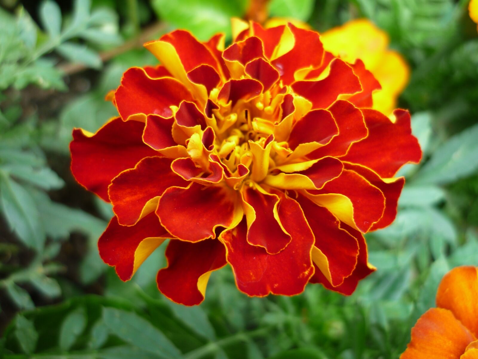 Panasonic Lumix DMC-FS6 sample photo. Marigold, nature, magnificent photography