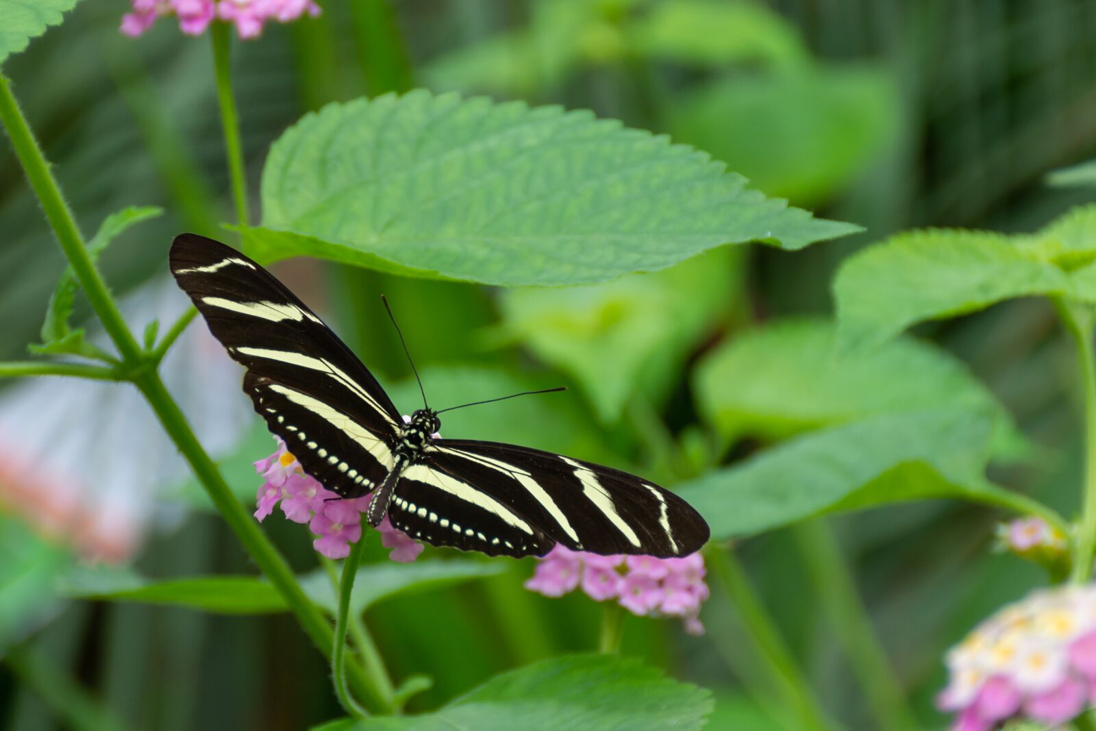 Nikon D7200 sample photo. Butterfly, butterflies, nature photography