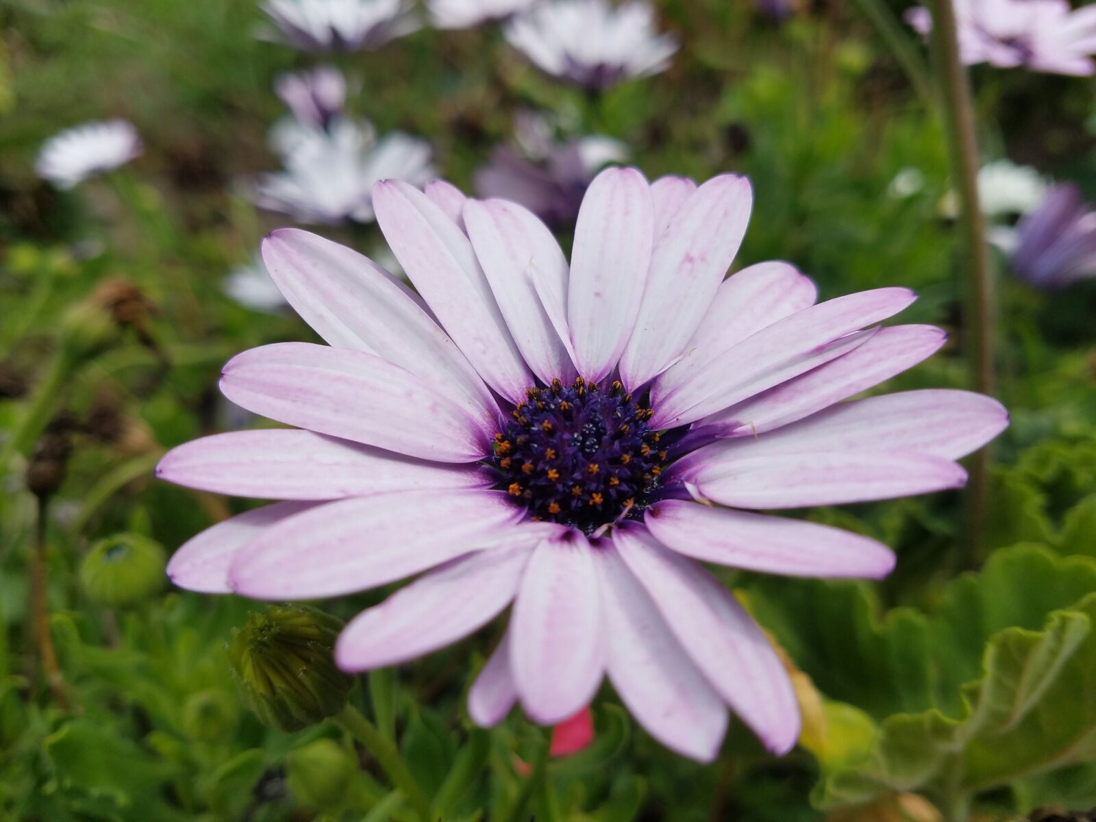 Samsung Galaxy S7 sample photo. Flower, plant, nature photography