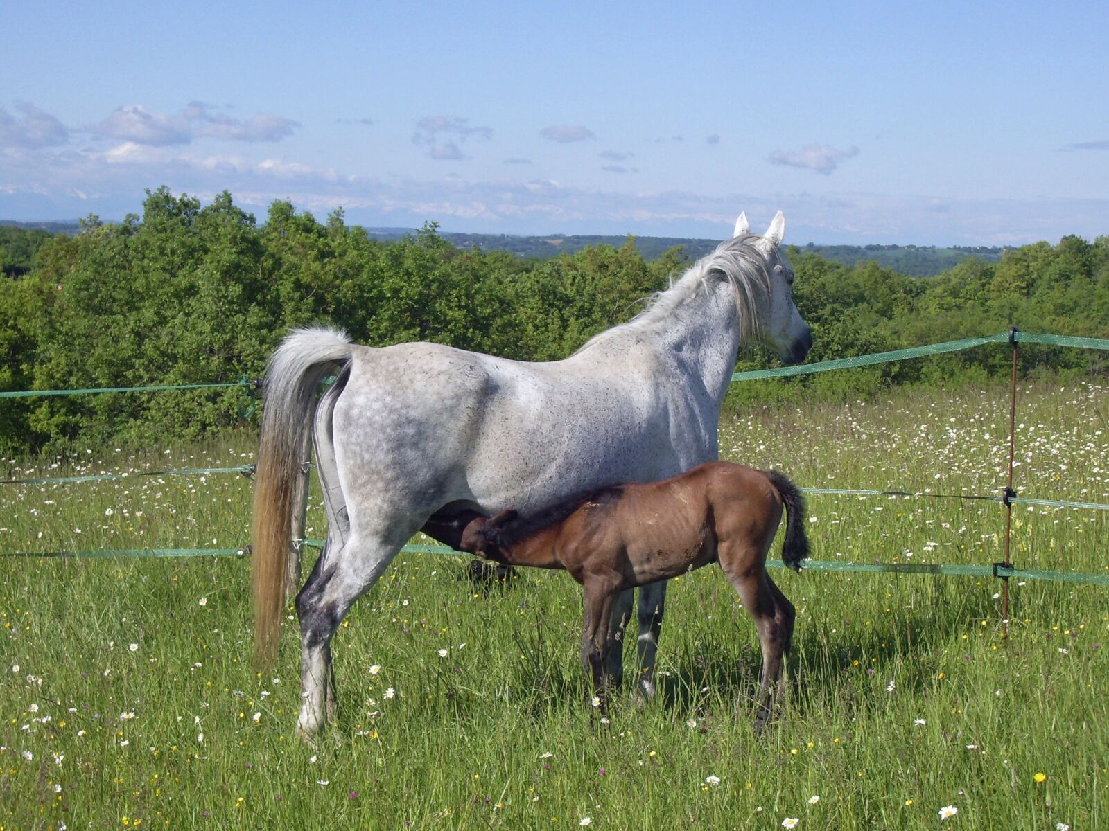 Pentax OPTIO S60 sample photo. Horse, foal, broodmare photography