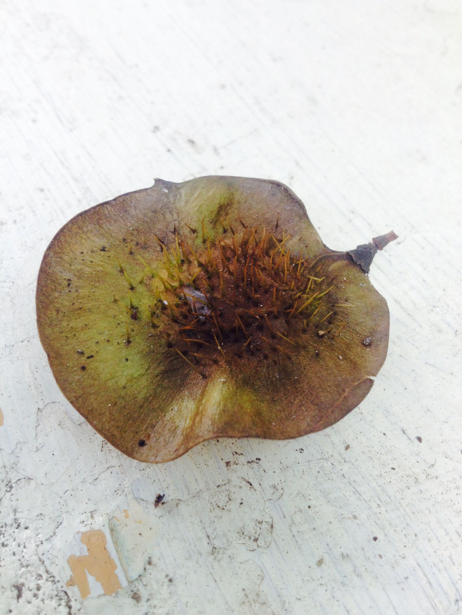 iPhone 4S back camera 4.28mm f/2.4 sample photo. Decay, nature, nature, photography photography