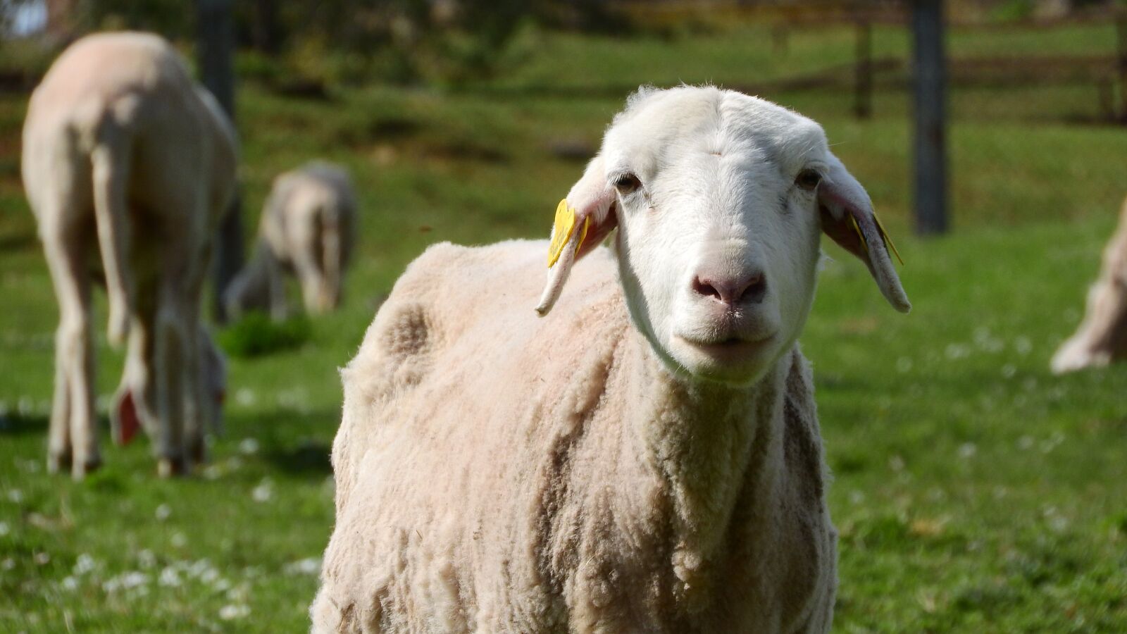 Nikon Coolpix P610 sample photo. Sheep, the animal on photography