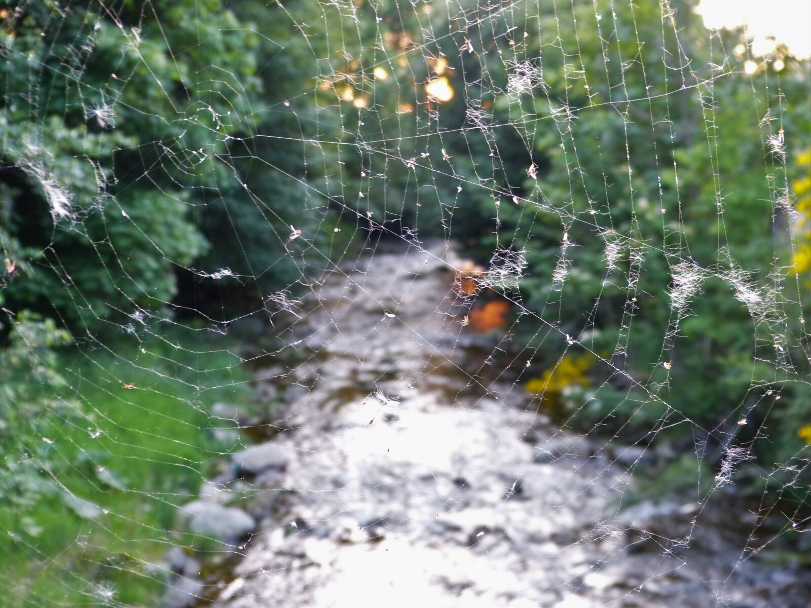 Panasonic Lumix DMC-FZ150 sample photo. Forest, nature, river, spider photography