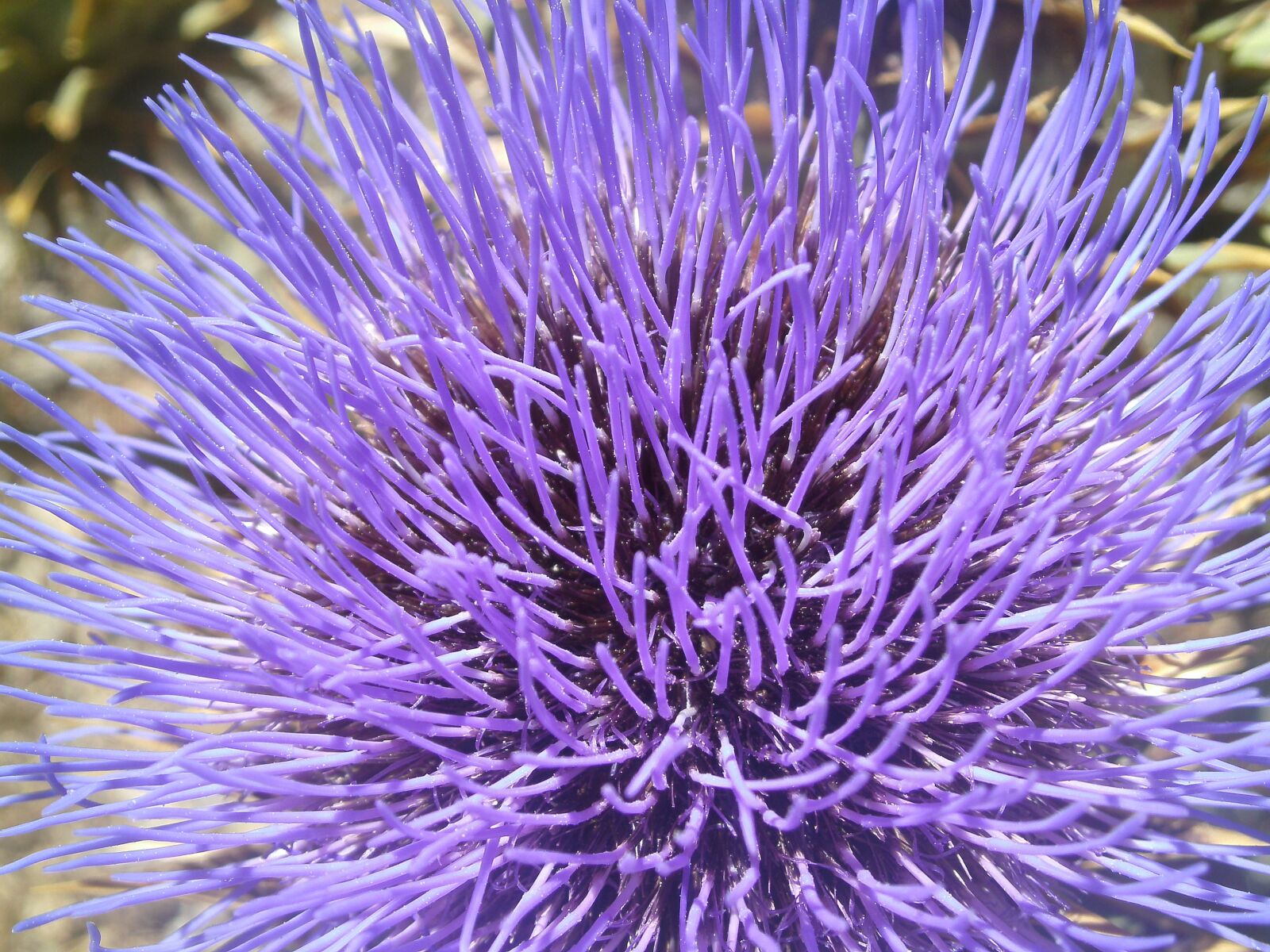 SeaLife                 DC1400 sample photo. Flower, nature, blue flowers photography