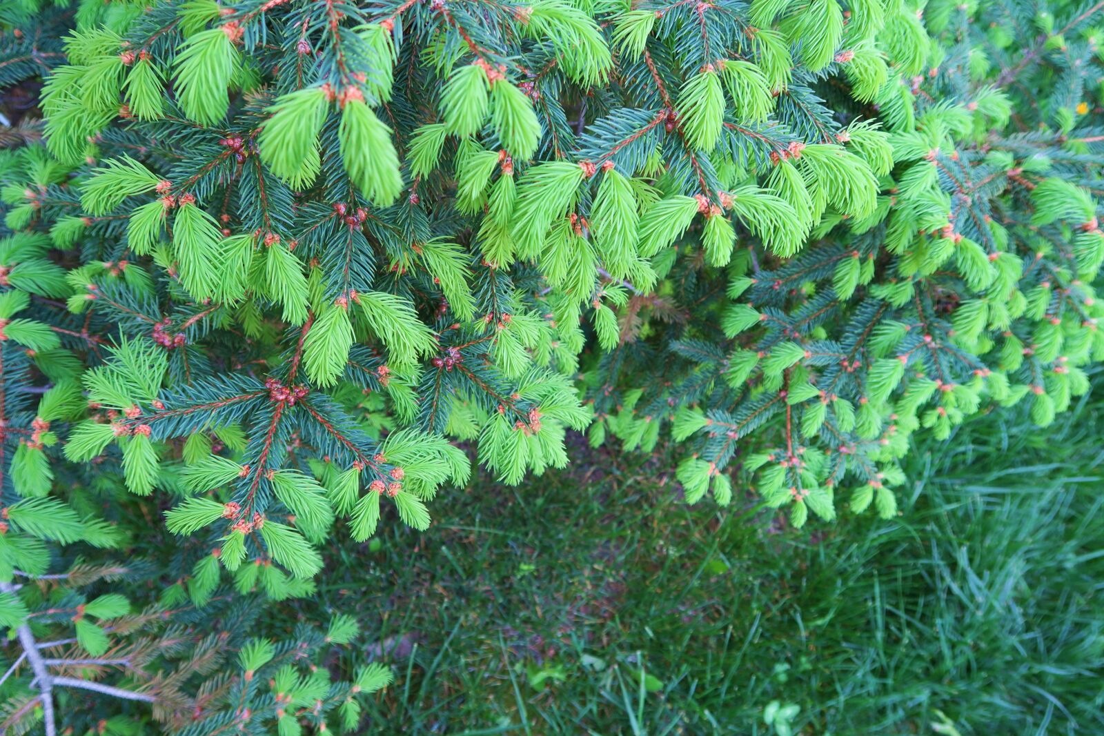 Canon PowerShot G7 X sample photo. Pine, leaves, nature photography