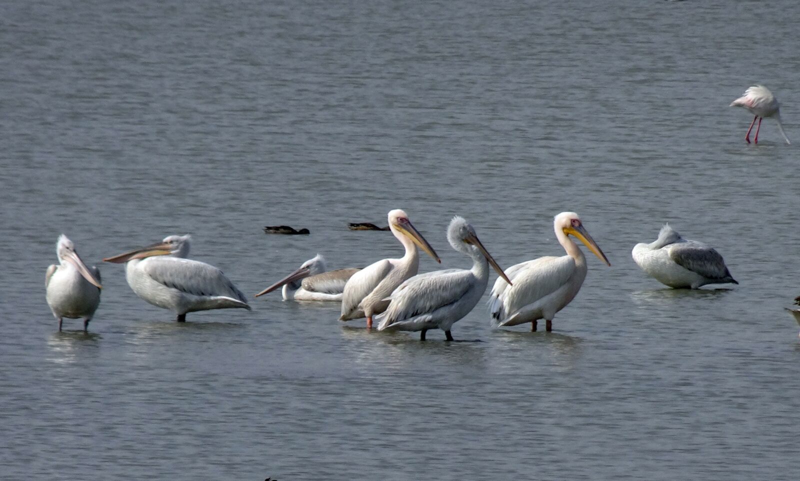 Sony Cyber-shot DSC-HX90V sample photo. Bird, great white pelican photography