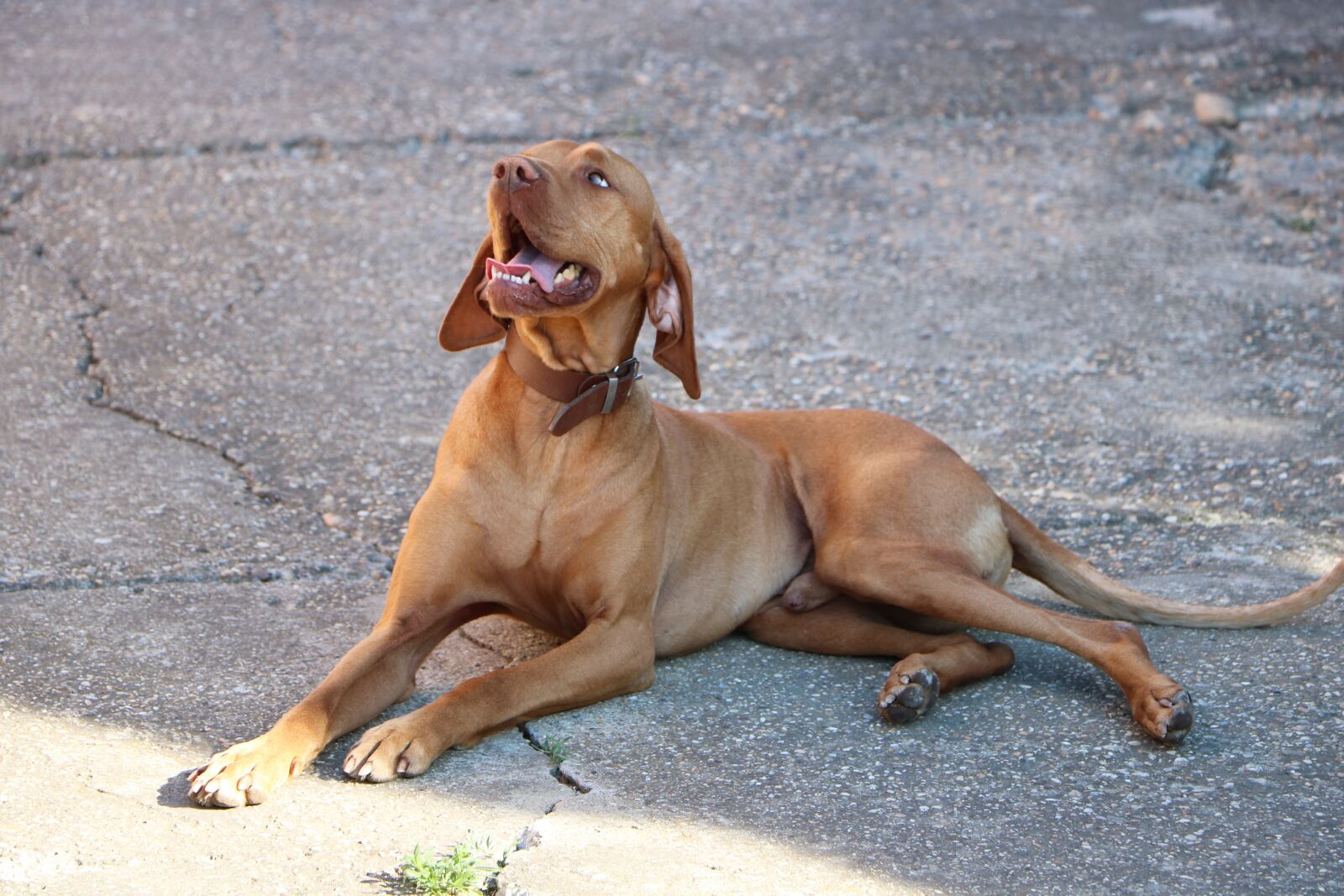 Canon EOS 760D (EOS Rebel T6s / EOS 8000D) sample photo. Dog, beagle, hungarian vizsla photography