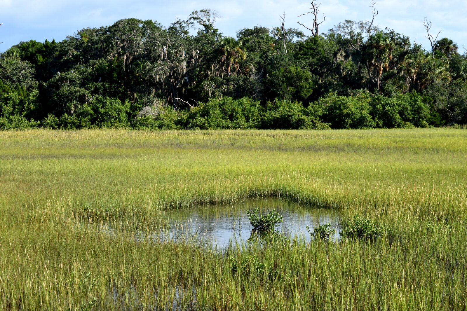 Nikon D3300 sample photo. Florida marshland, wetland, swamp photography