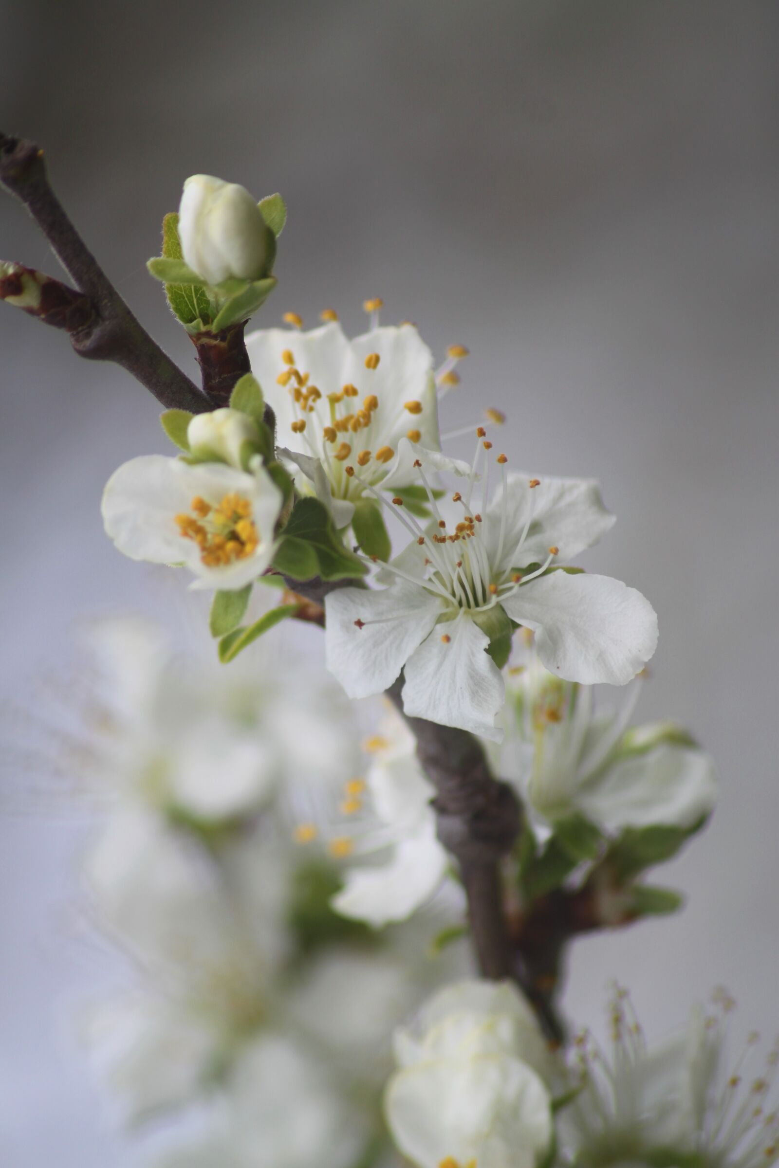 Canon EOS 500D (EOS Rebel T1i / EOS Kiss X3) sample photo. Flowers, spring, plums photography