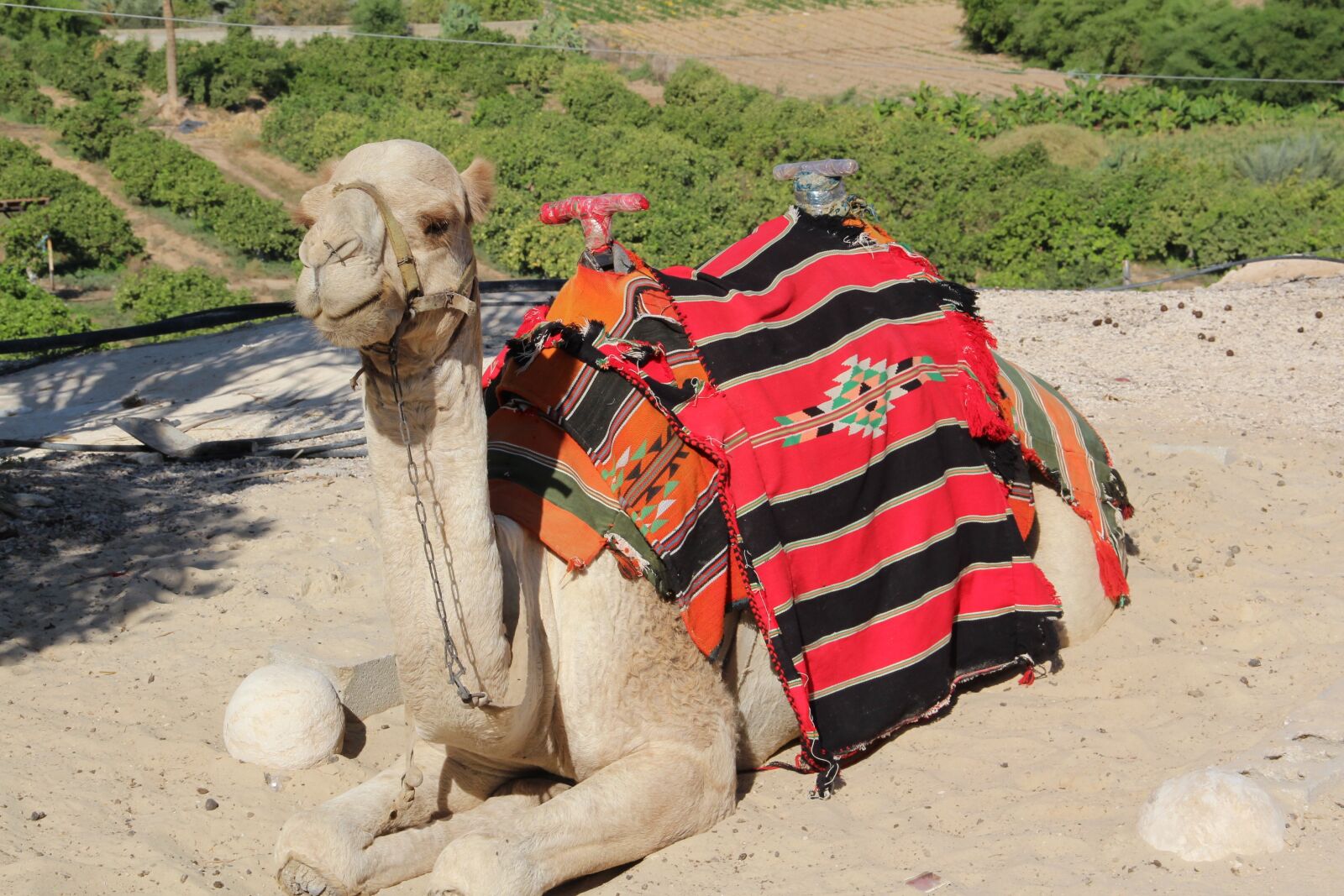 Canon EOS 600D (Rebel EOS T3i / EOS Kiss X5) sample photo. Tourism, camel, desert photography