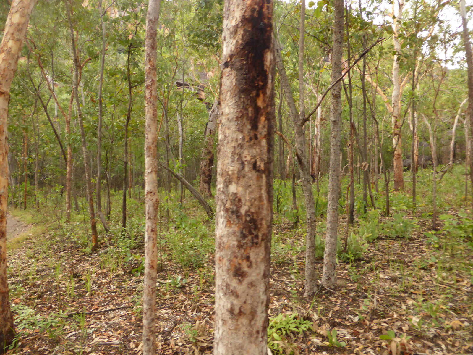Panasonic Lumix DMC-ZS30 (Lumix DMC-TZ40) sample photo. Aus bush photography