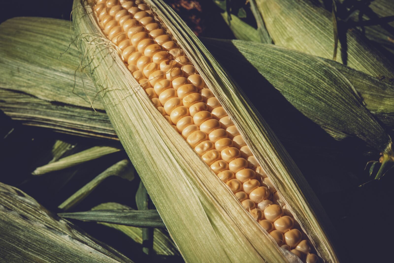 Fujifilm X-T10 + Fujifilm XF 35mm F1.4 R sample photo. Sweet corn, vegetables, food photography