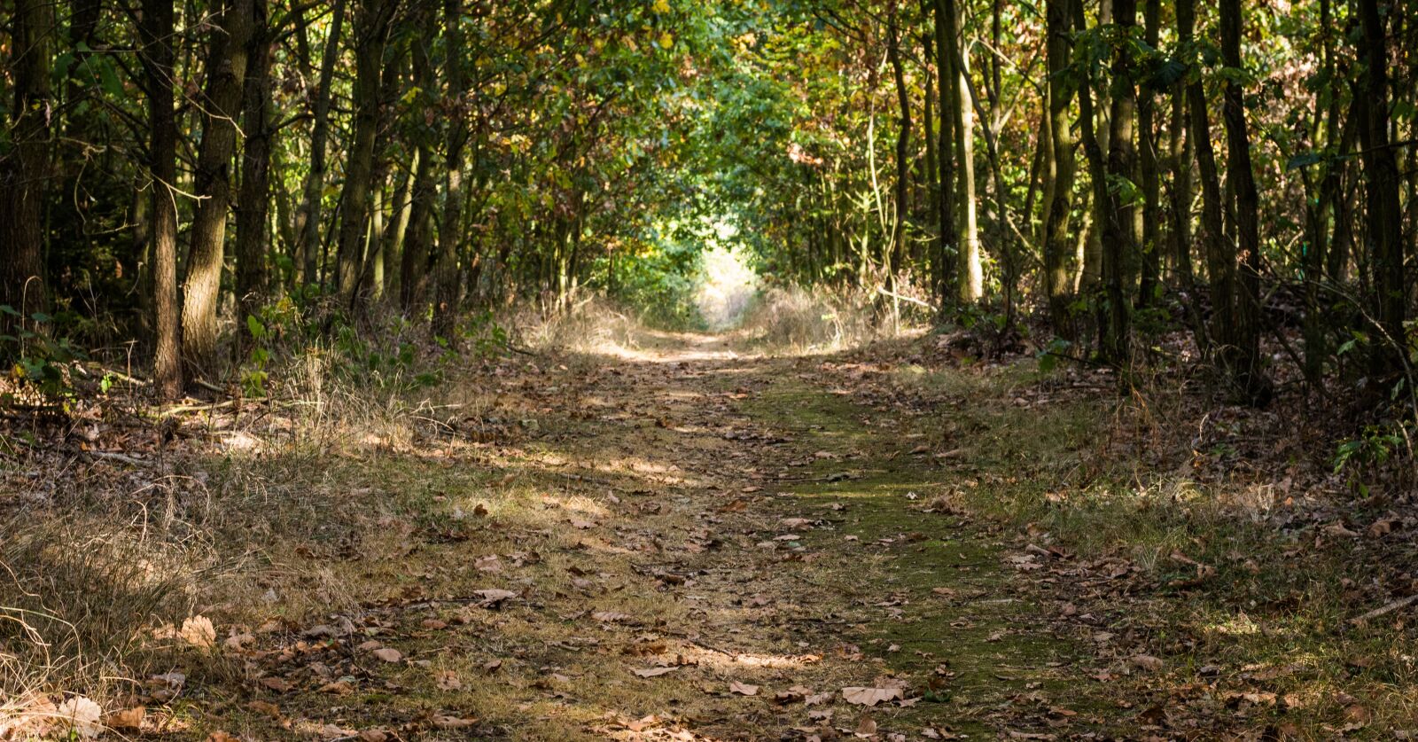 Canon EOS 700D (EOS Rebel T5i / EOS Kiss X7i) + Canon EF 50mm F1.8 STM sample photo. Forest, path, trail photography