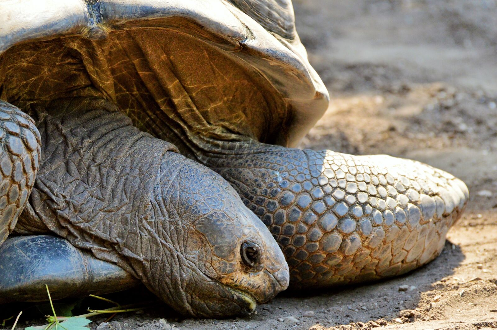 Nikon D3200 sample photo. Turtle, reptile, tortoise photography