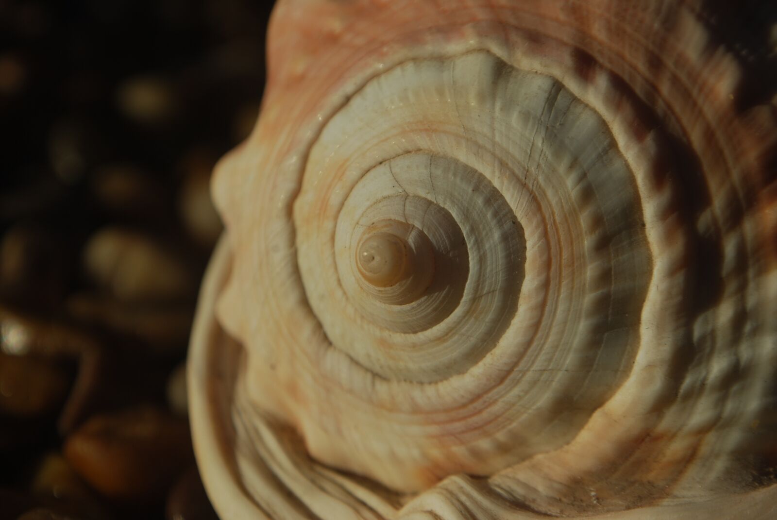 Nikon D40X sample photo. Maths, spiral, fractal photography