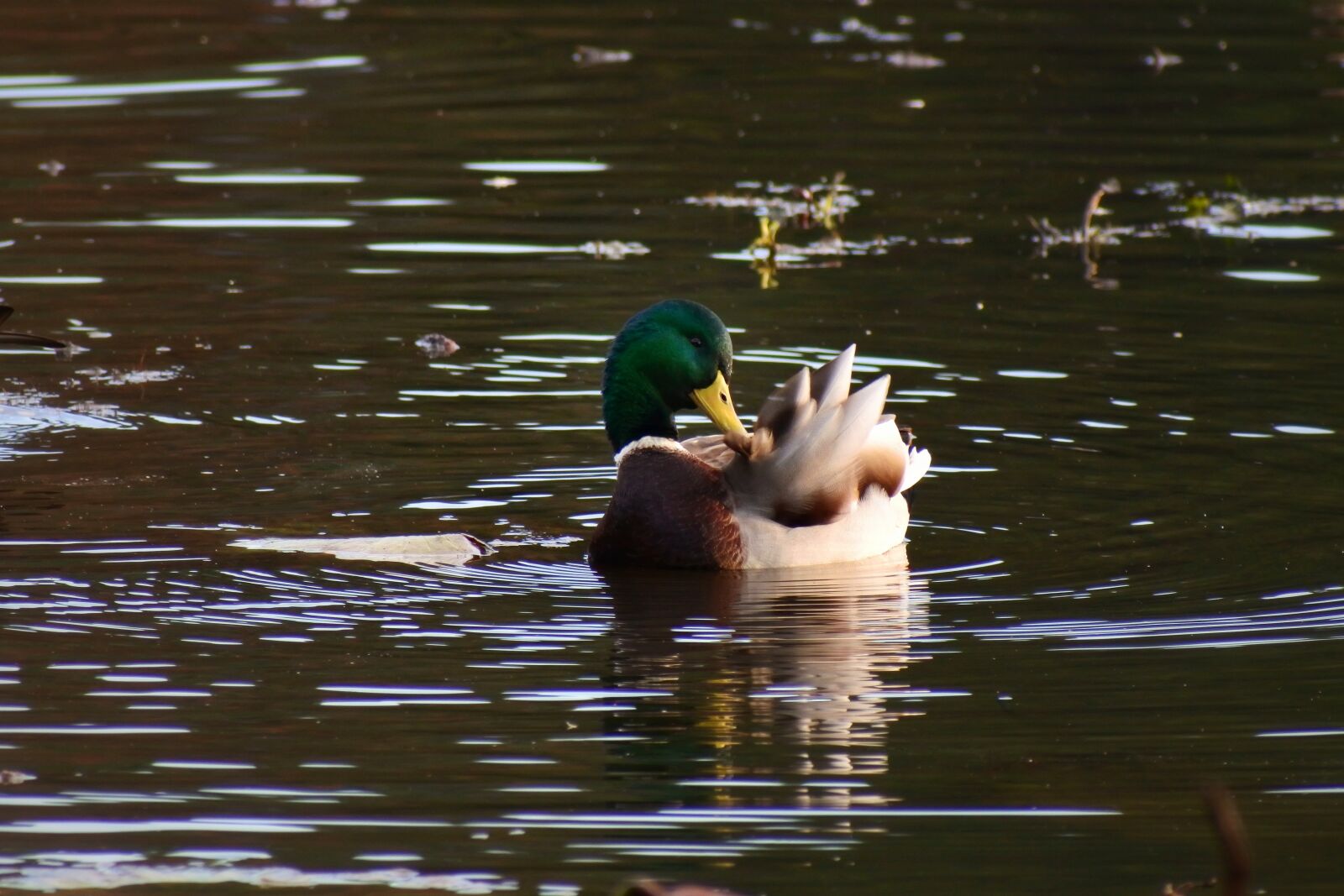 VR 70-300mm f/4.5-6.3G sample photo. Animal, pond, waterside photography