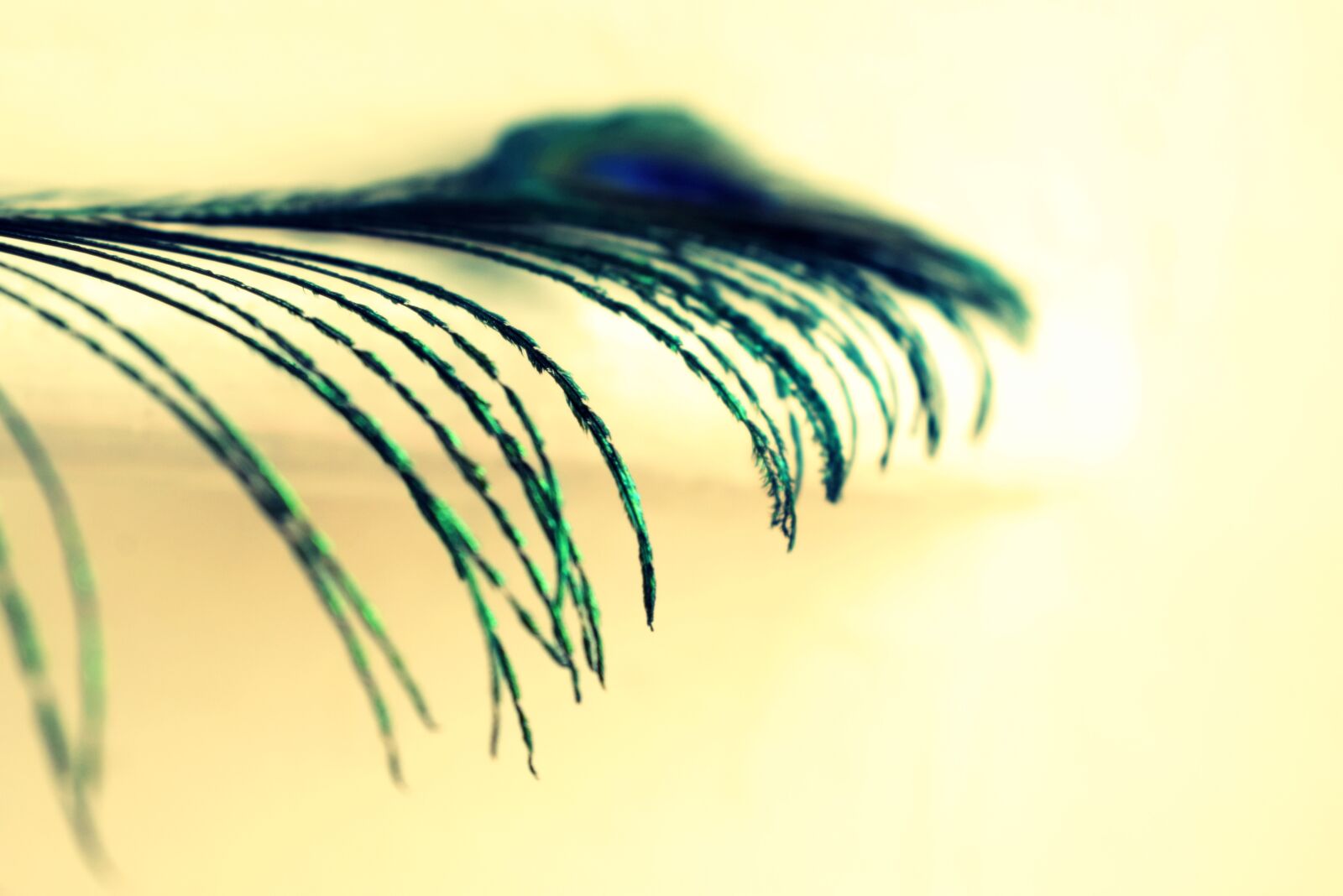 Nikon D3300 sample photo. Peacock, feather, plumage photography