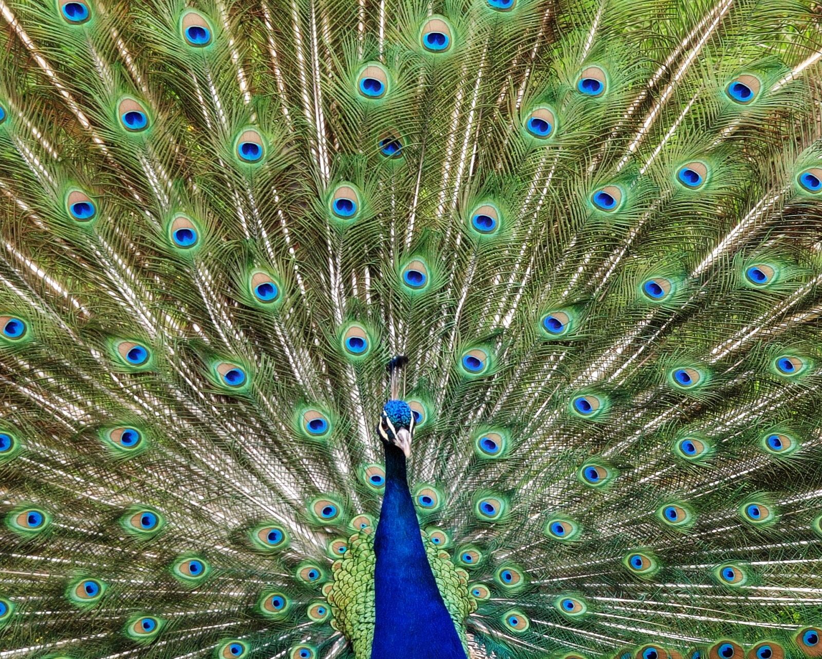 Olympus E-510 (EVOLT E-510) sample photo. Peacock, bird, feather photography