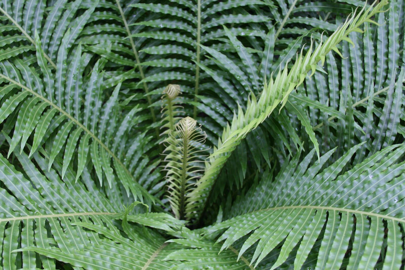 Canon EOS 30D sample photo. Fern, green, frond photography