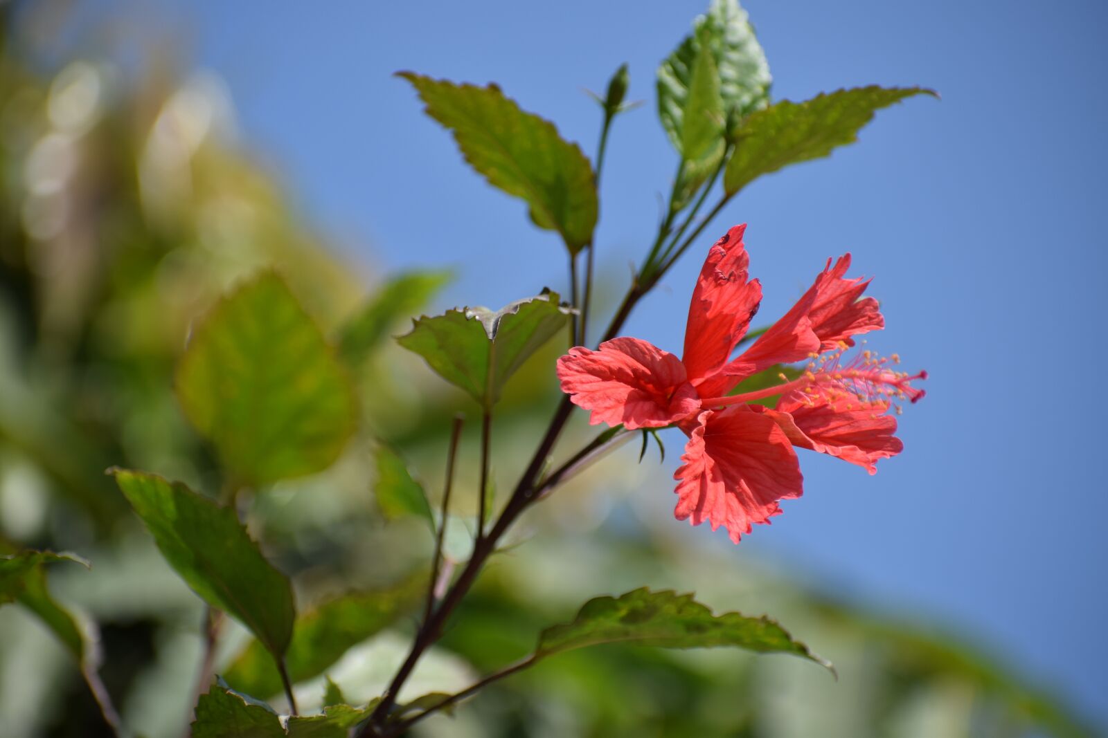 Nikon D5300 sample photo. Flower, nature, pink photography