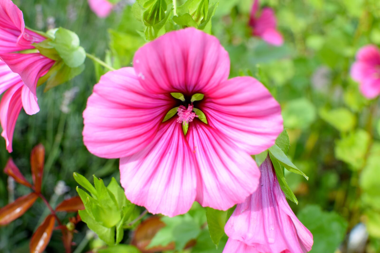 Nikon D5300 sample photo. Mallow, flower, blossom photography