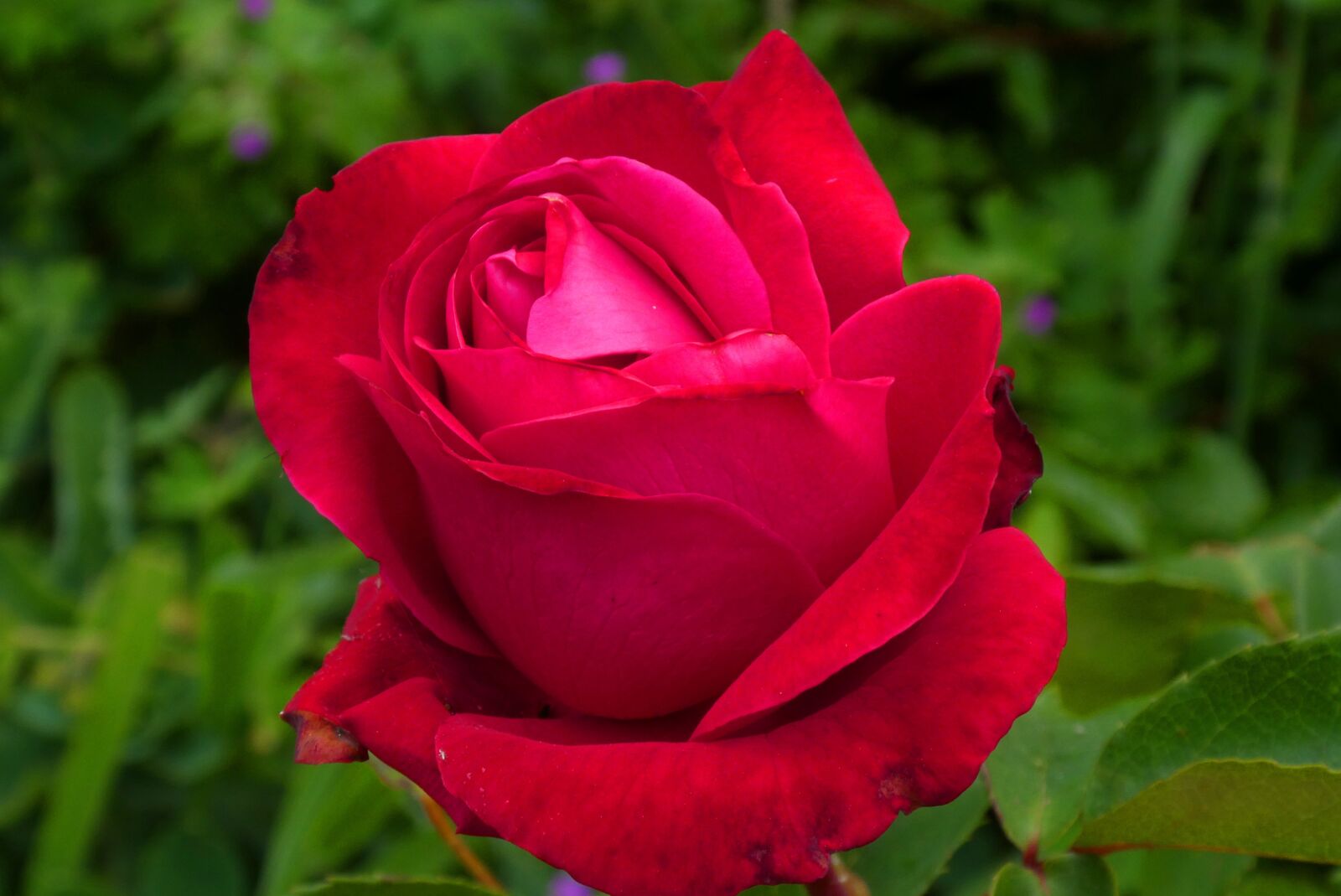 Panasonic Lumix DC-ZS70 (Lumix DC-TZ90) sample photo. Red rose, flower, bloom photography