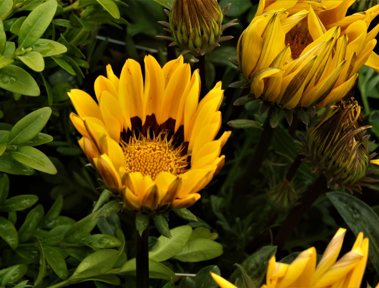 Canon EOS 7D Mark II sample photo. Flower, yellow, nature photography