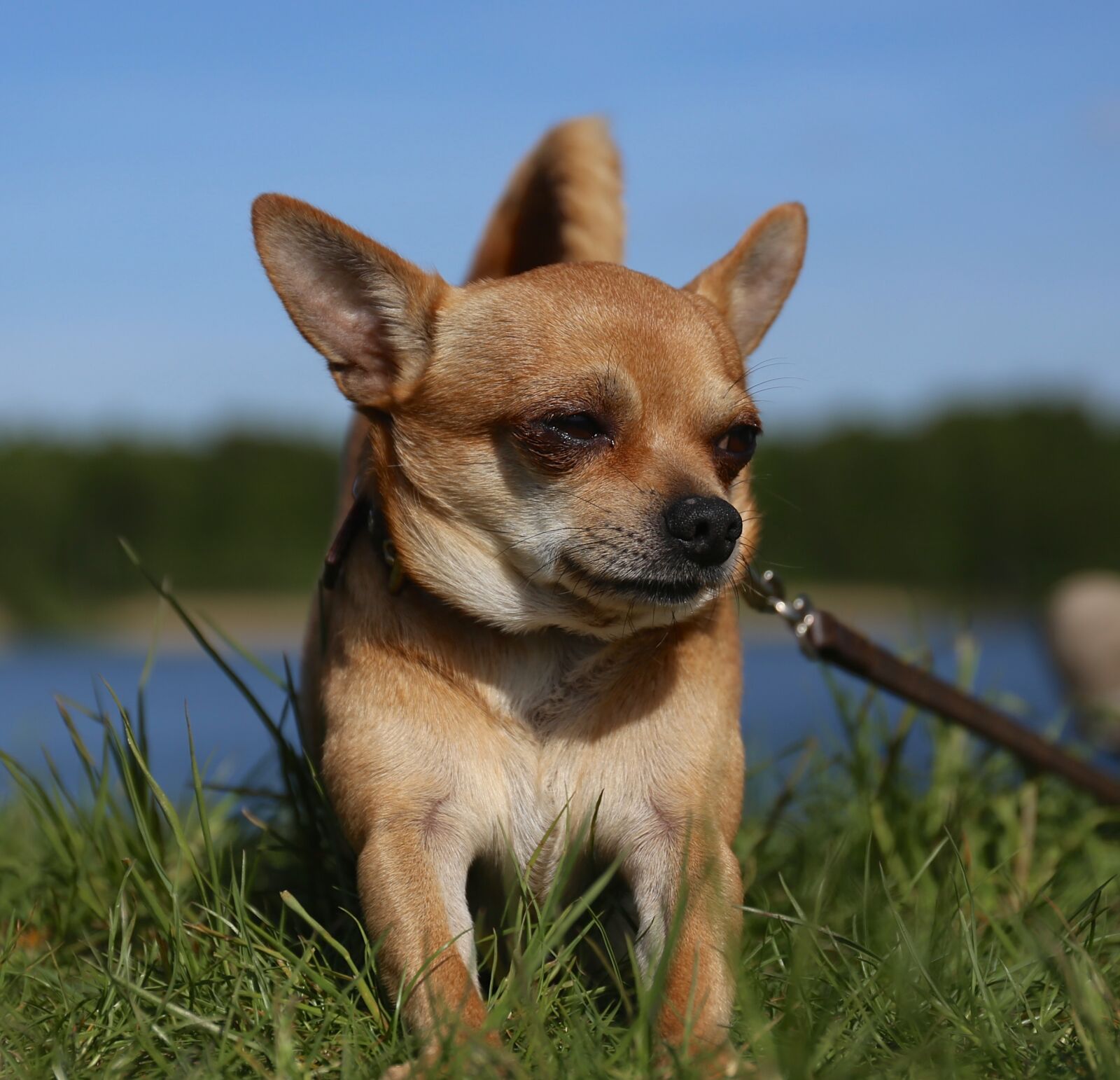 Canon EF 24-70mm F4L IS USM sample photo. Chihuahua, dog, sobel photography