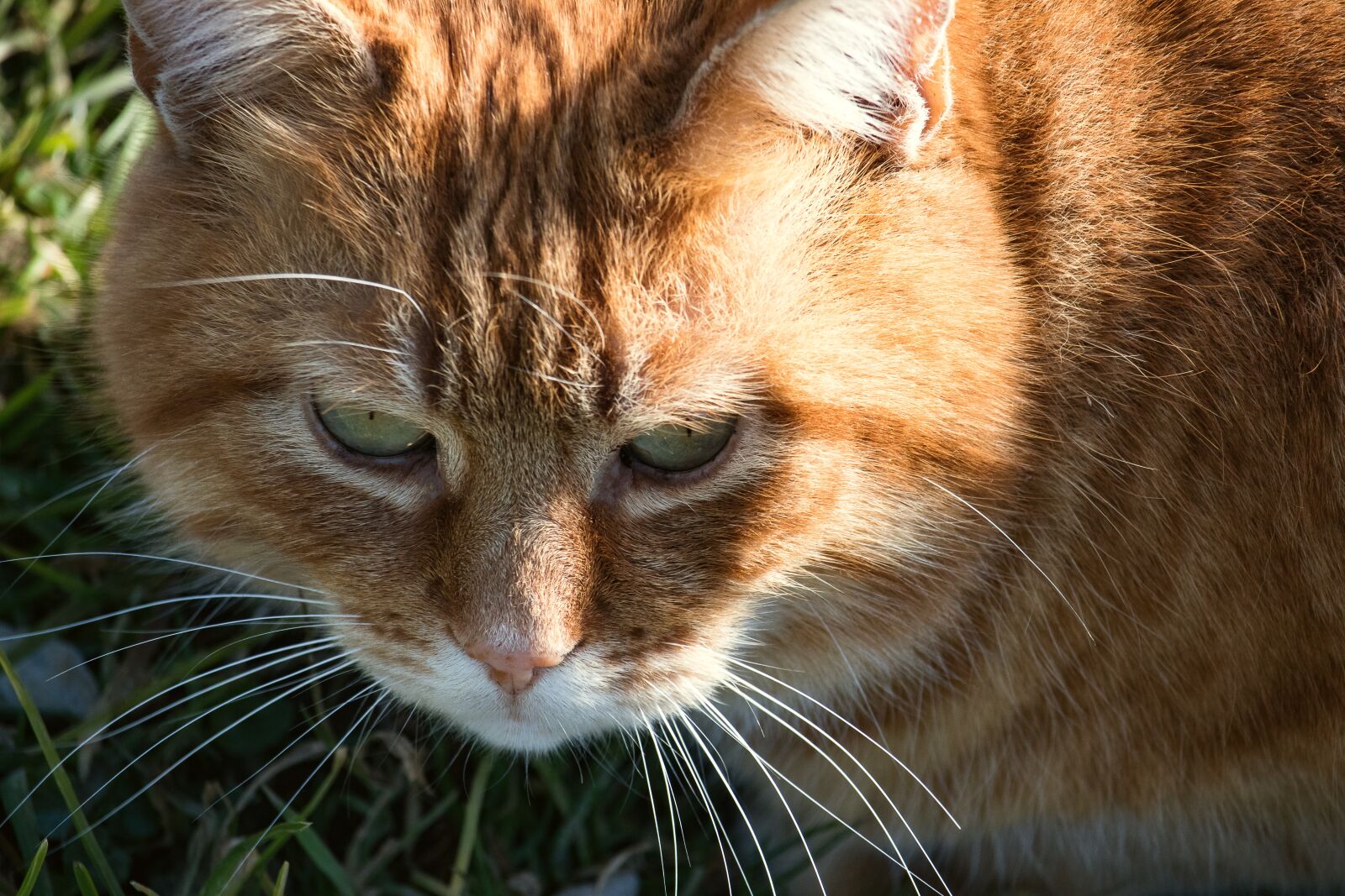 Canon EF-S 55-250mm F4-5.6 IS STM sample photo. Cat, mammal, animal photography