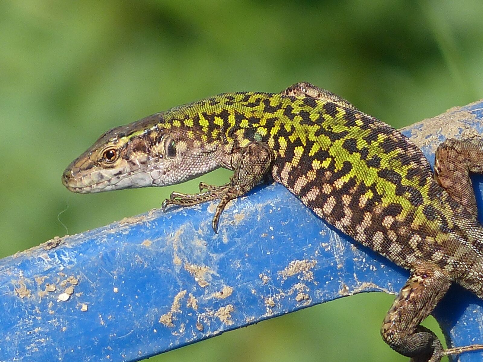 Panasonic Lumix DMC-FZ200 sample photo. Lizard, nature photography