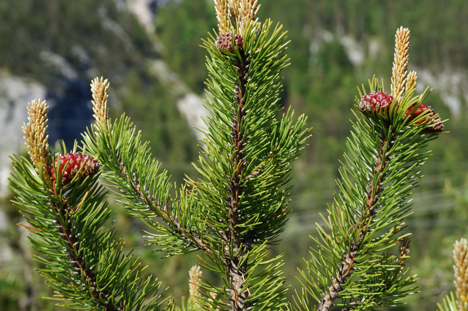 Sony DT 18-55mm F3.5-5.6 SAM II sample photo. Pine cones, tree, fir photography