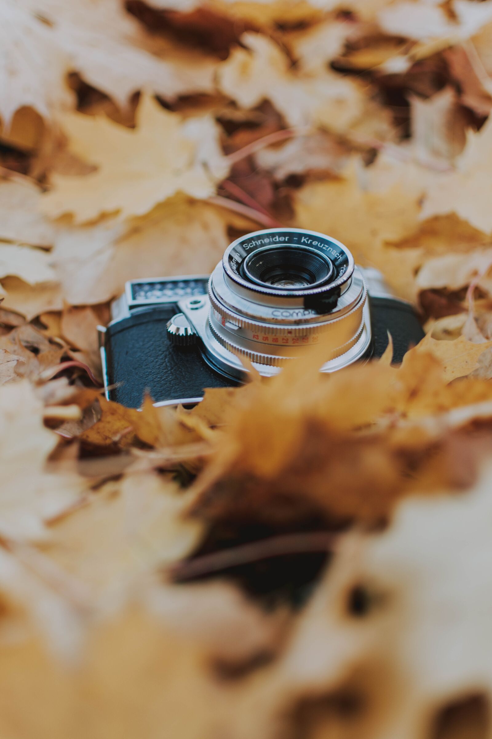 Nikon D5200 sample photo. Camera, leaves, nature photography