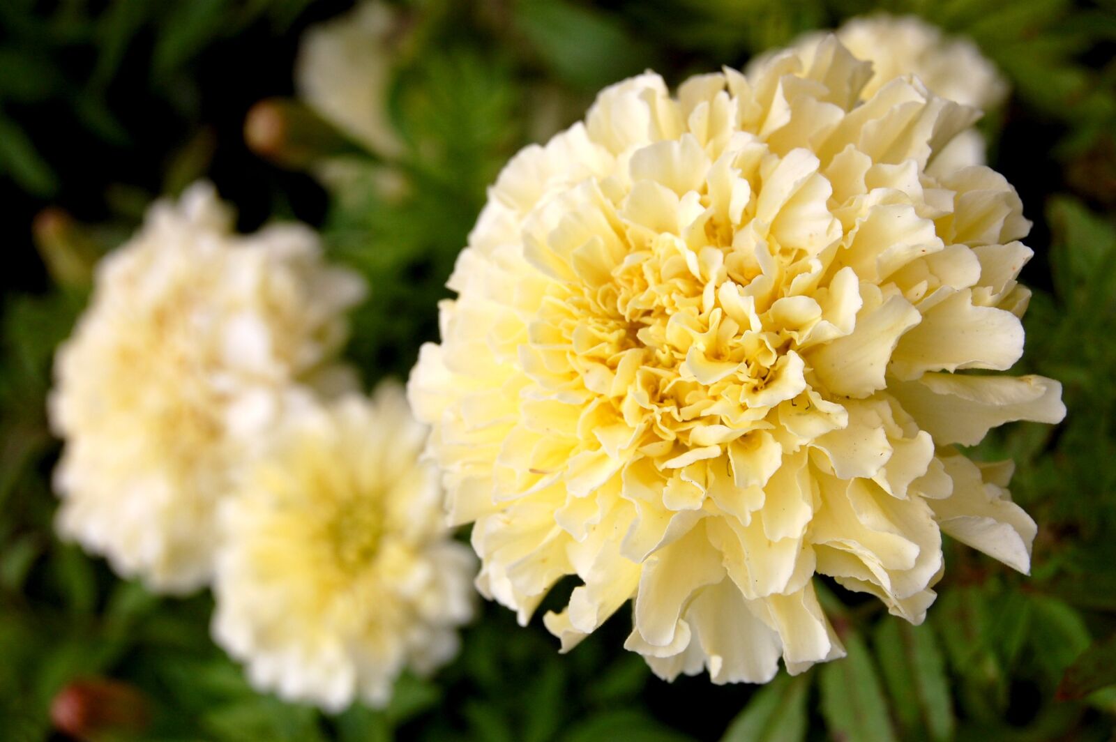Nikon D40 sample photo. Marigold, flower, plant photography