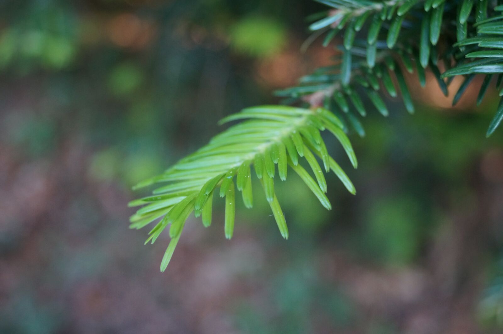 Sony DT 18-55mm F3.5-5.6 SAM II sample photo. Fir tree, autumn, forest photography