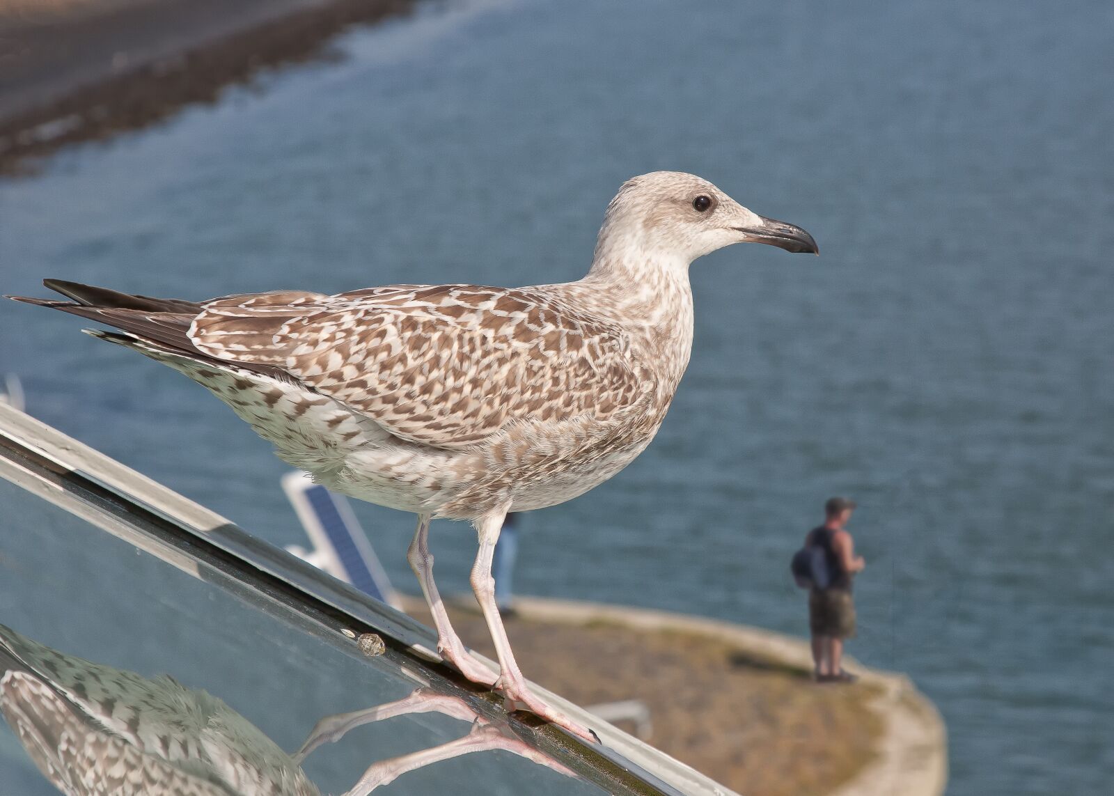Canon EOS 50D + Canon EF 24-105mm F4L IS USM sample photo. Seagull, angler, north sea photography
