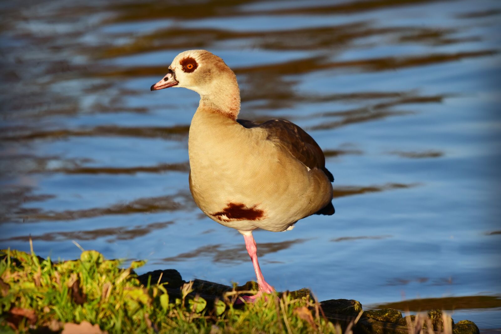 Nikon D750 sample photo. Nile goose, duck, water photography