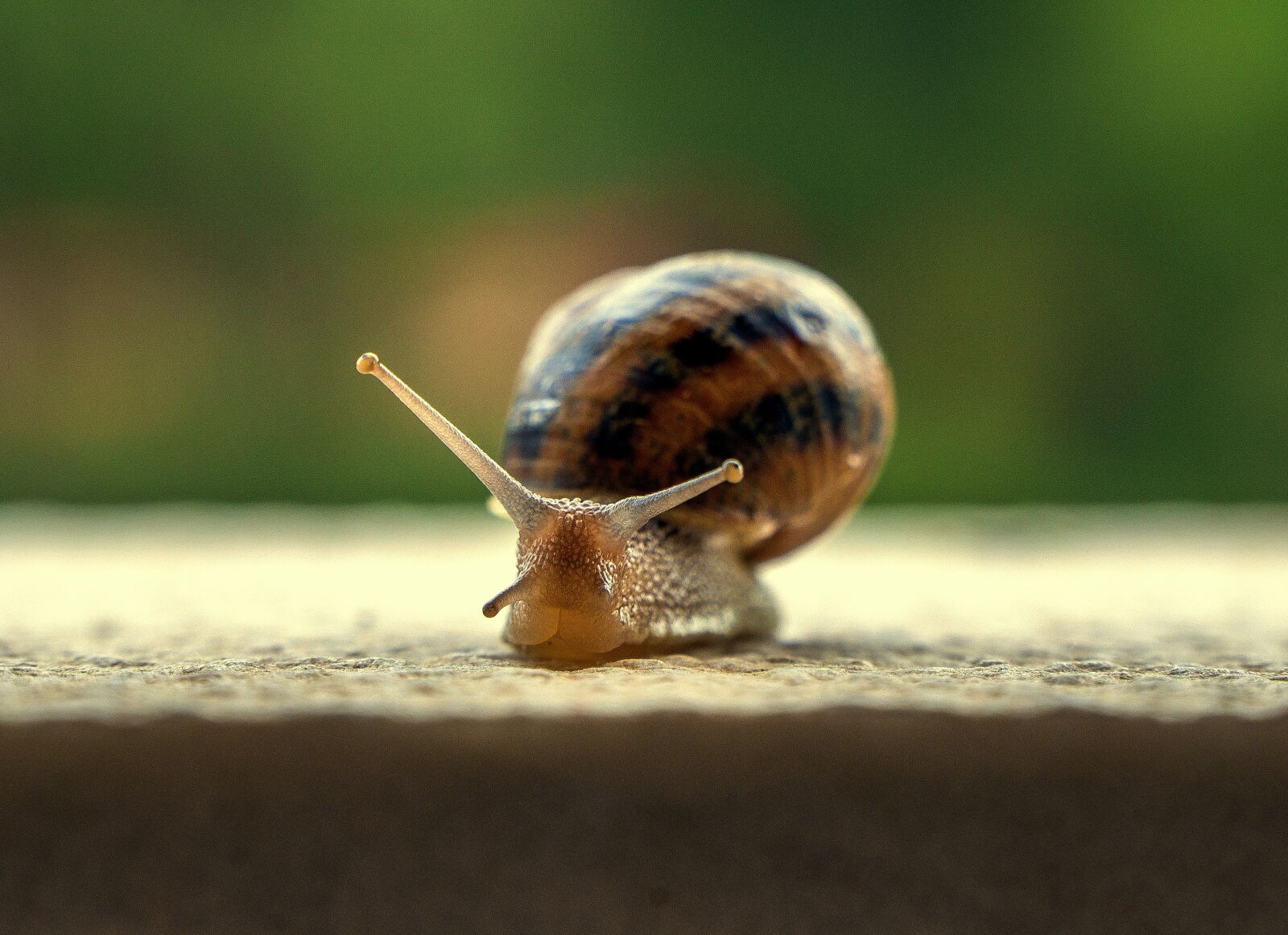 Sony a6000 + Sony E PZ 18-105mm F4 G OSS sample photo. Snail, gastropod, shell photography