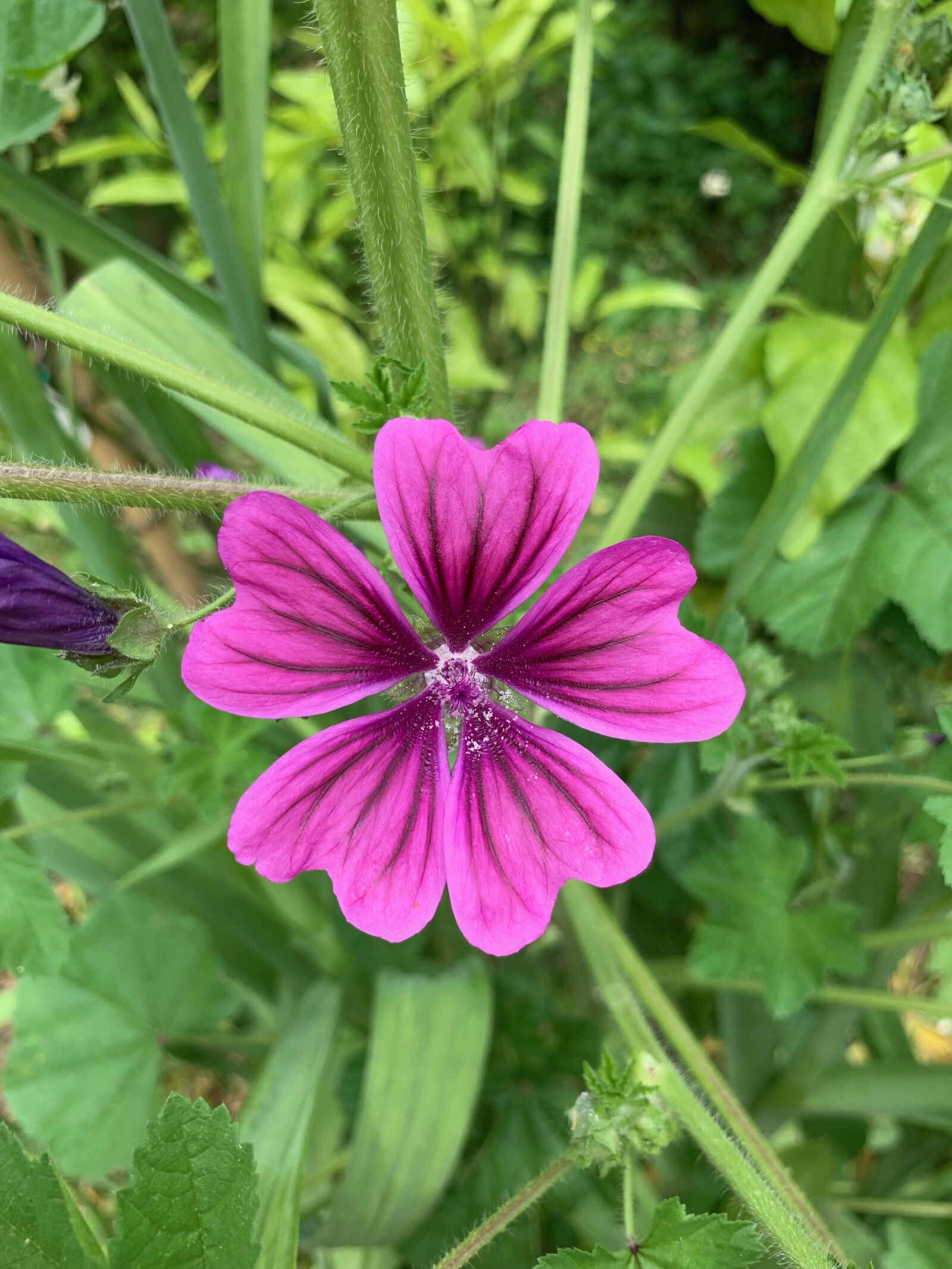 iPhone XS Max back dual camera 4.25mm f/1.8 sample photo. Hamanasu, sea of flowers photography