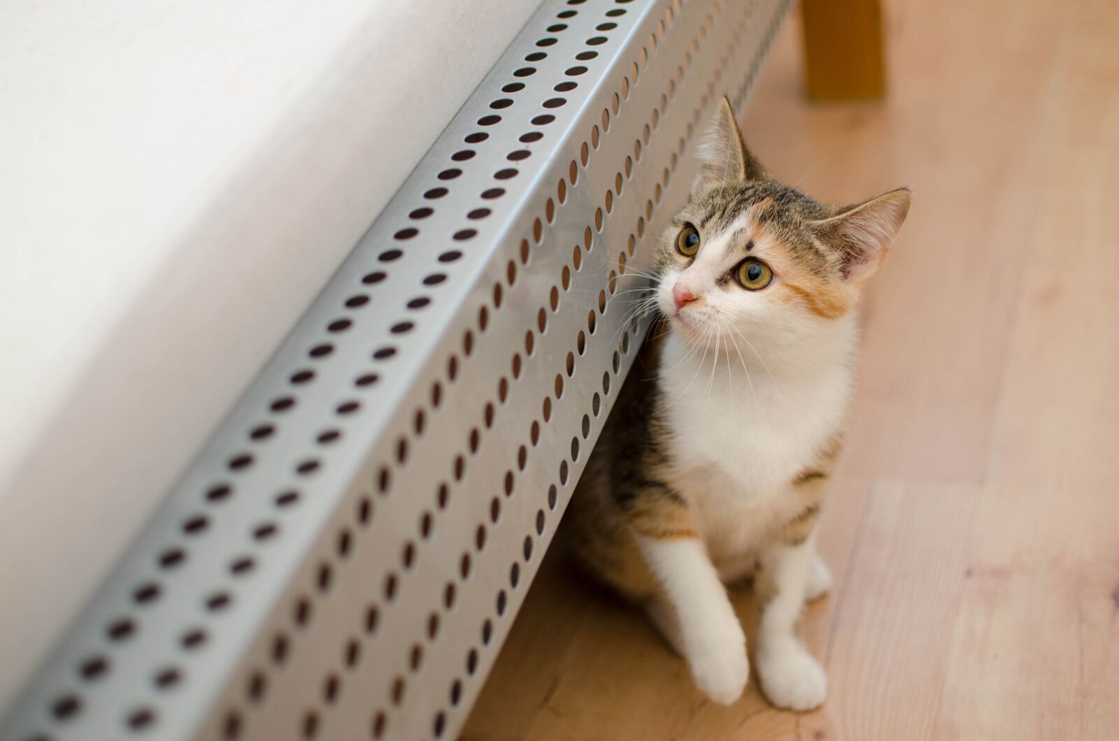 Nikon D7000 sample photo. Cat, domestic cat, dachowiec photography