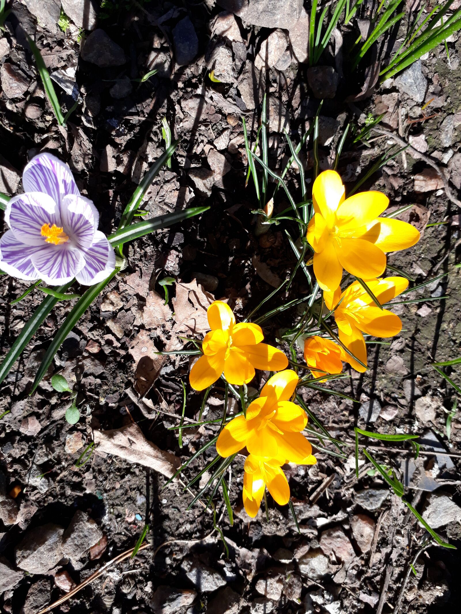 Samsung Galaxy J5 Prime sample photo. цветы, лето, клумба photography